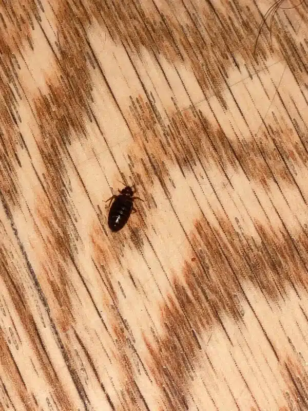 Adult bed bug showing characteristic flat brown body