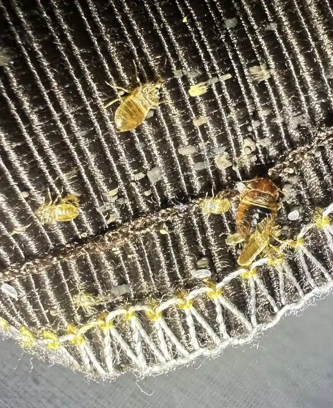 Bed bug evidence along mattress seam including shed skins and eggs