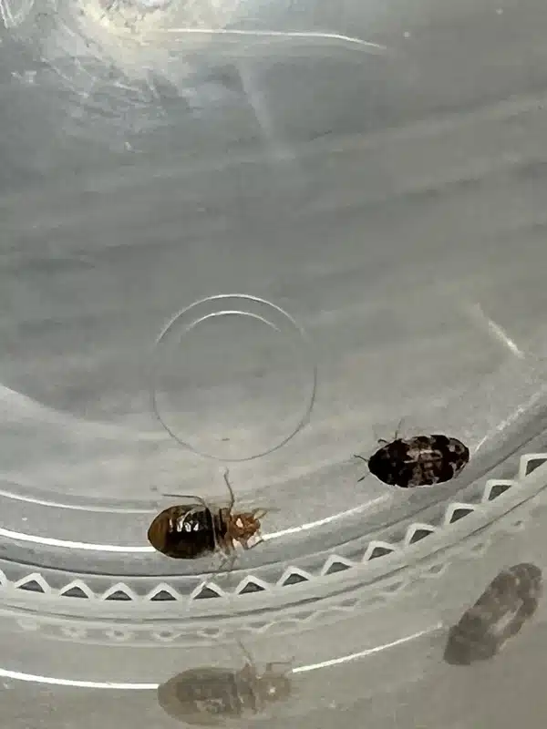 Side-by-side comparison of bed bug and carpet beetle