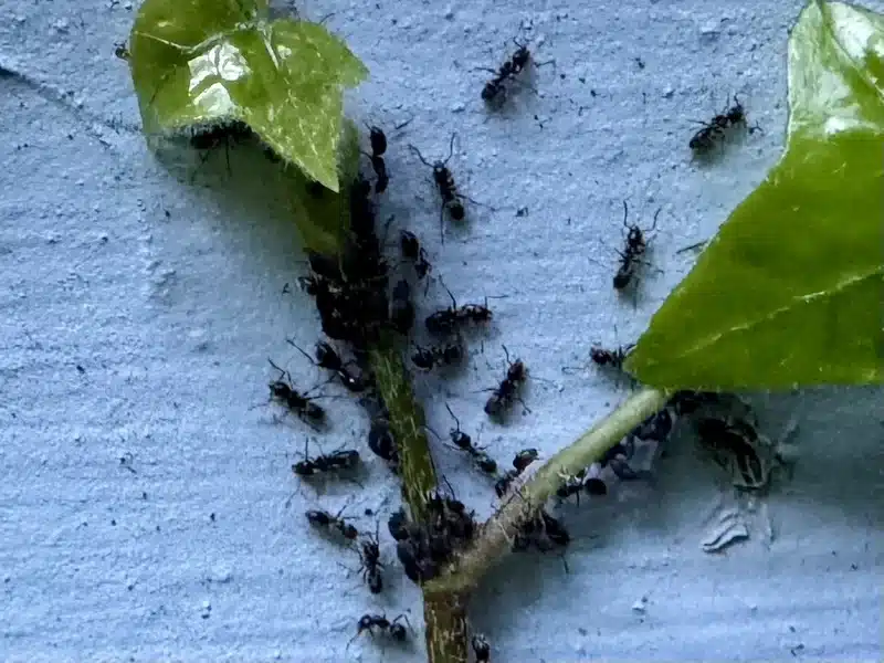 Colony of black ants showing cooperative behavior