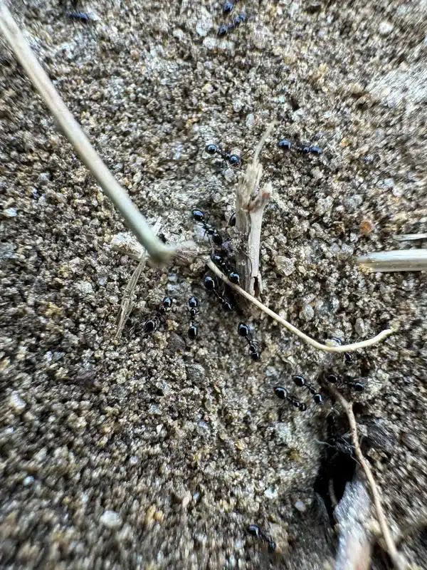 Black ants at nest entrance in sandy soil