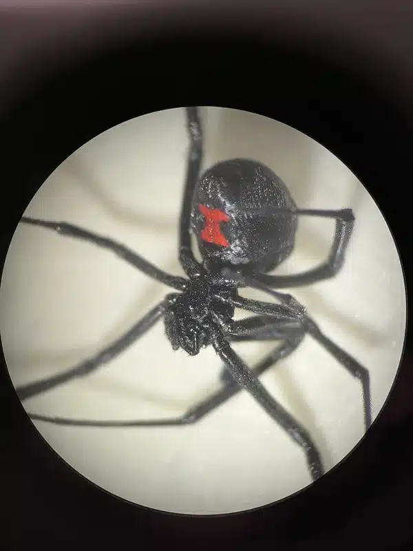 Close-up view of black widow spider showing red hourglass marking