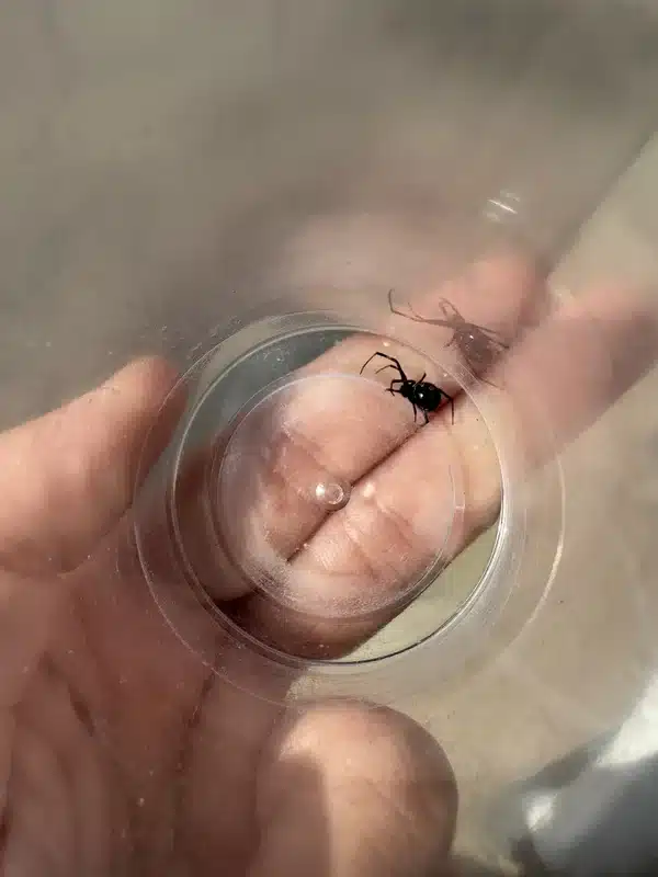 Side-by-side photo of a black widow and a brown recluse spider inside a cup for direct visual comparison – use this if you need an image directly comparing black widow and brown recluse spiders.