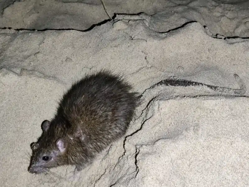 Brown rat at night