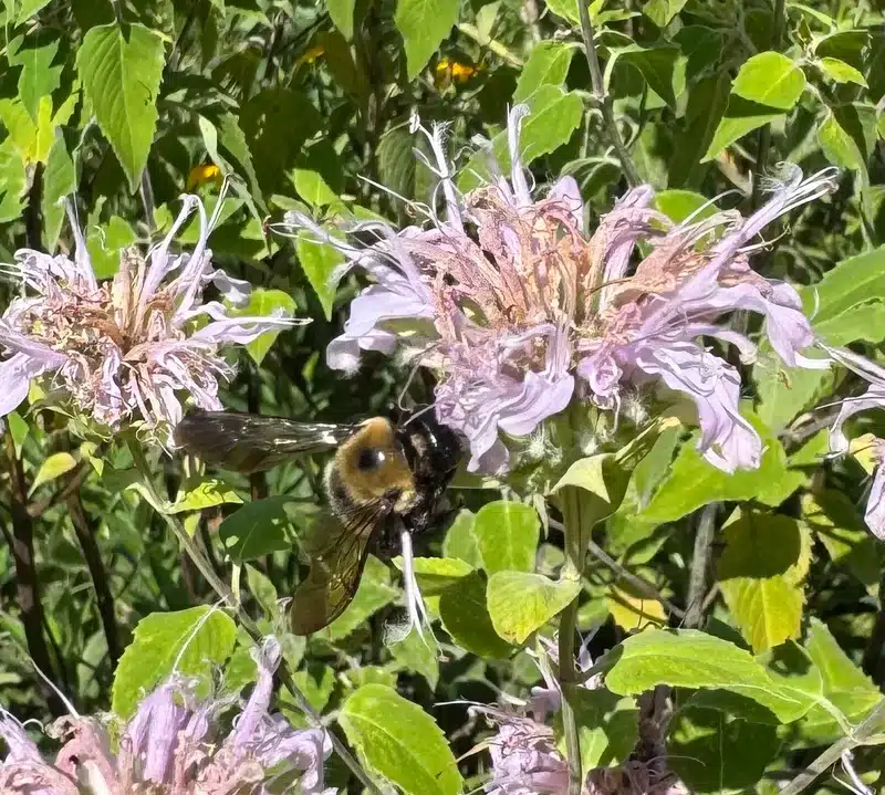 Bumble bee on lavender flower showing fuzzy body