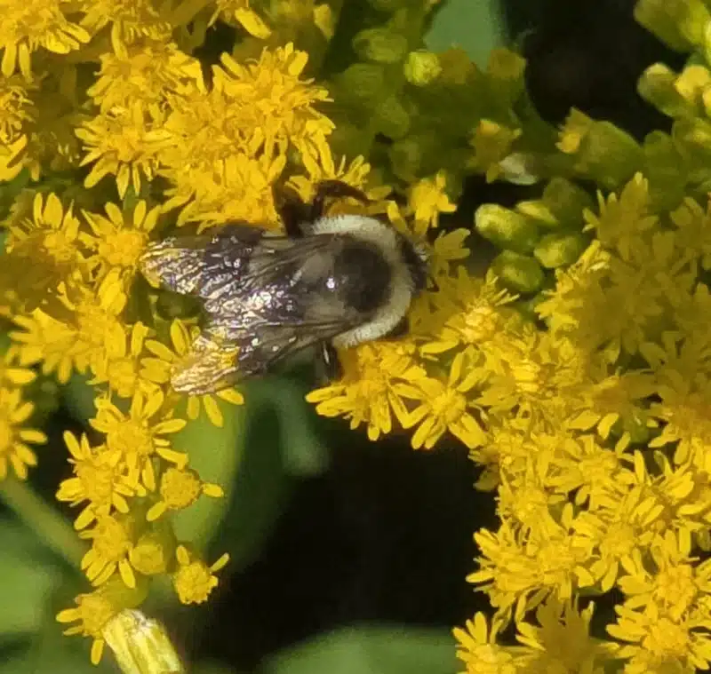 Bumblebee showing fuzzy body