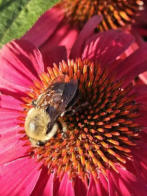 Bumblebee on a vibrant pink flower in sunlight – use this if you need an image highlighting bumblebee coloration and pollination activity.