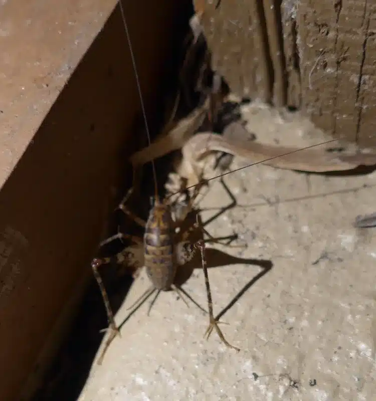Camel cricket hiding in dark corner of home structure
