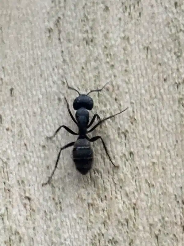 Close-up view of carpenter ant on wall surface