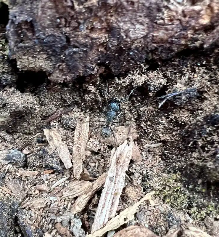 Carpenter ant near wood showing potential nesting behavior