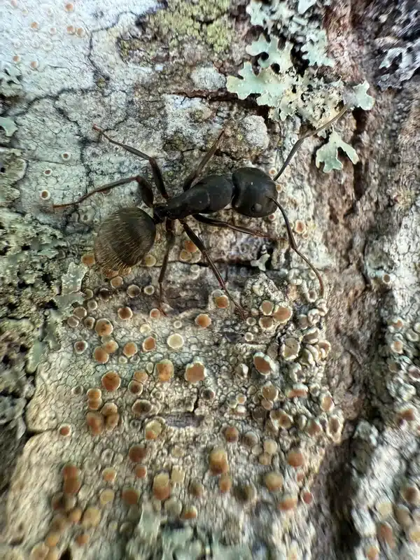 Carpenter ant worker without wings