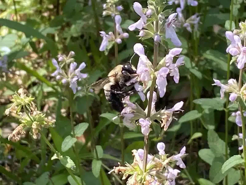 Carpenter bee foraging on purple flower