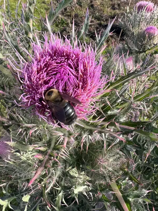Carpenter bee on flower showing shiny abdomen