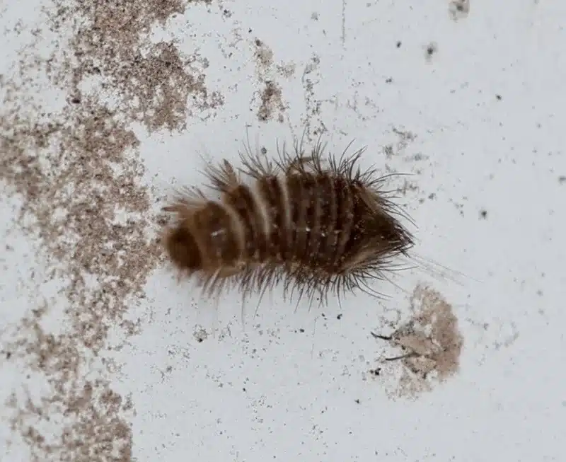 Carpet beetle larva showing segmented body and bristly appearance