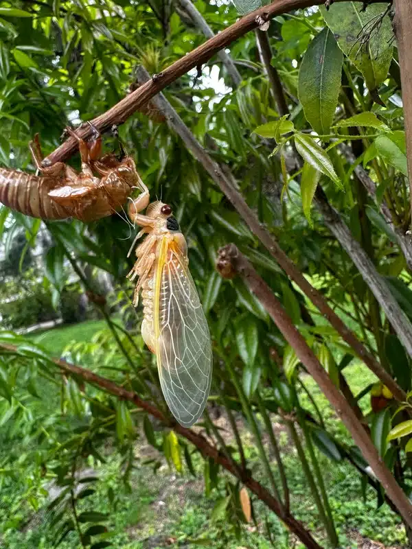 Cicada emerging from its shell on a tree branch