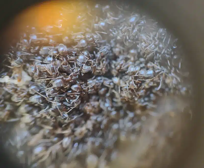 Close-up view of an ant colony showing numerous worker ants