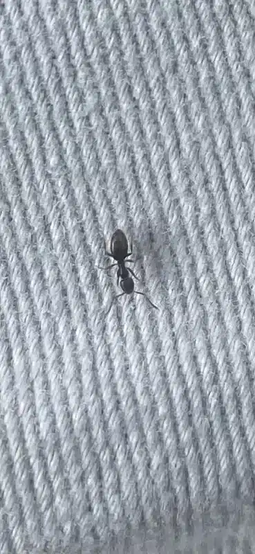 Close-up of a common ant species found in households