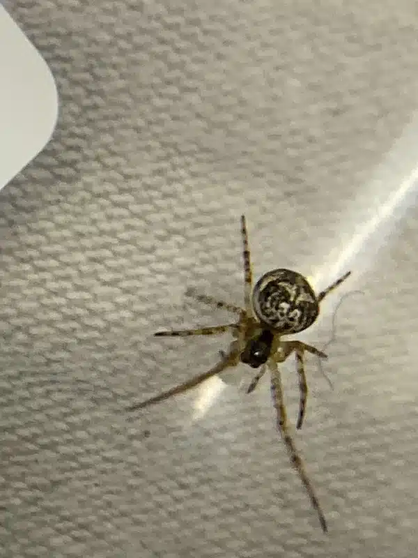 Close-up view of a common household spider on a light surface. Use this if you need an image of a spider species that is frequently encountered indoors during mating season.