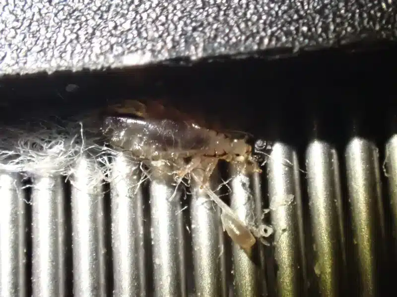 Close-up of a flea nestled within pet fur and carpet fibers – use this if you need an image of what a flea actually looks like to compare to other common parasites in hair.