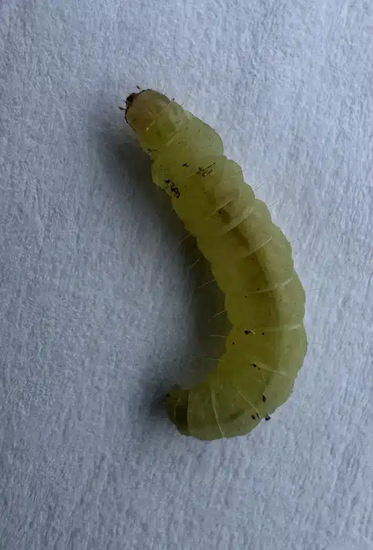 Clothes moth larva on fabric material