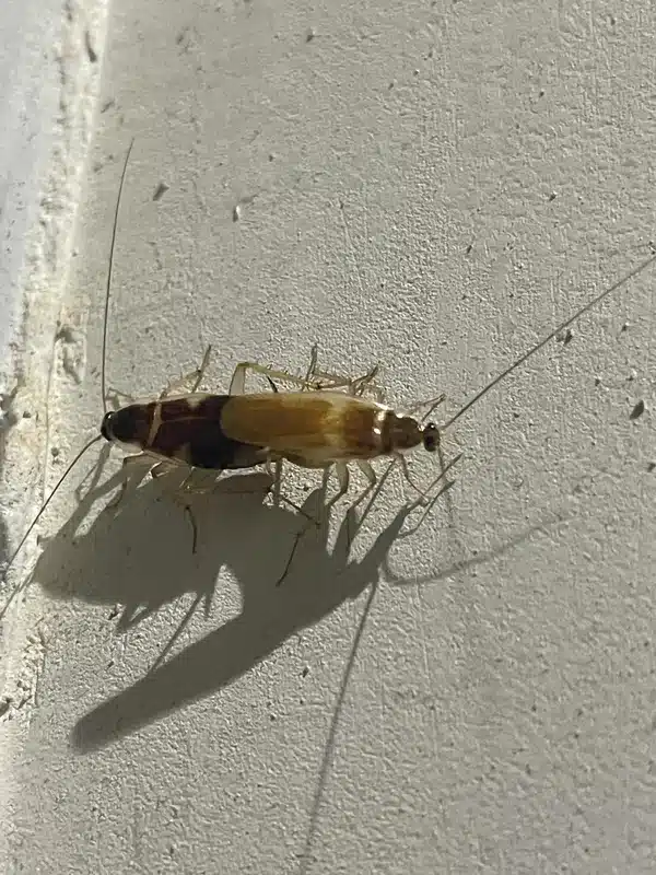 Cockroach mating pair demonstrating reproduction behavior