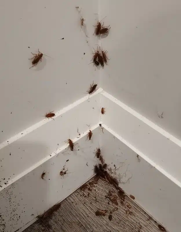 Group of baby cockroach nymphs clustered together