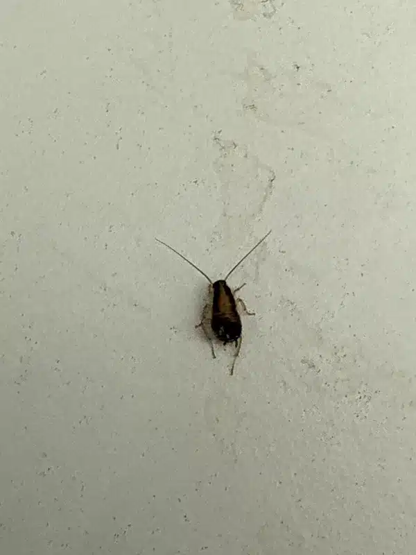 Cockroach nymph climbing on wall