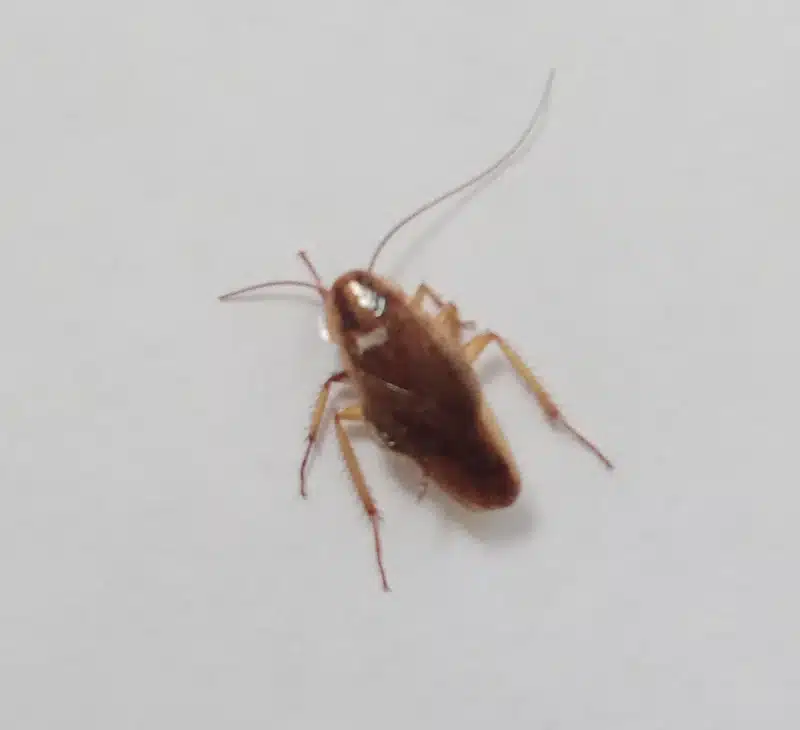 Cockroach nymph on white background for identification