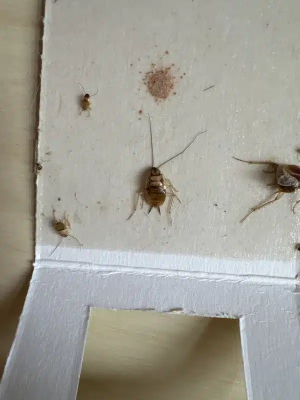 Multiple cockroach nymphs captured on monitoring trap
