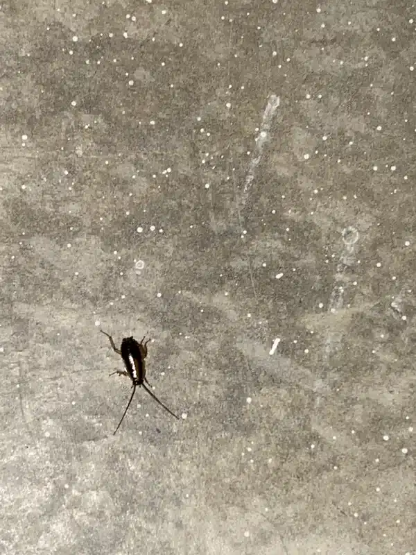 Cockroach on indoor flooring