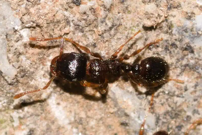 Detailed view of single ant for identification
