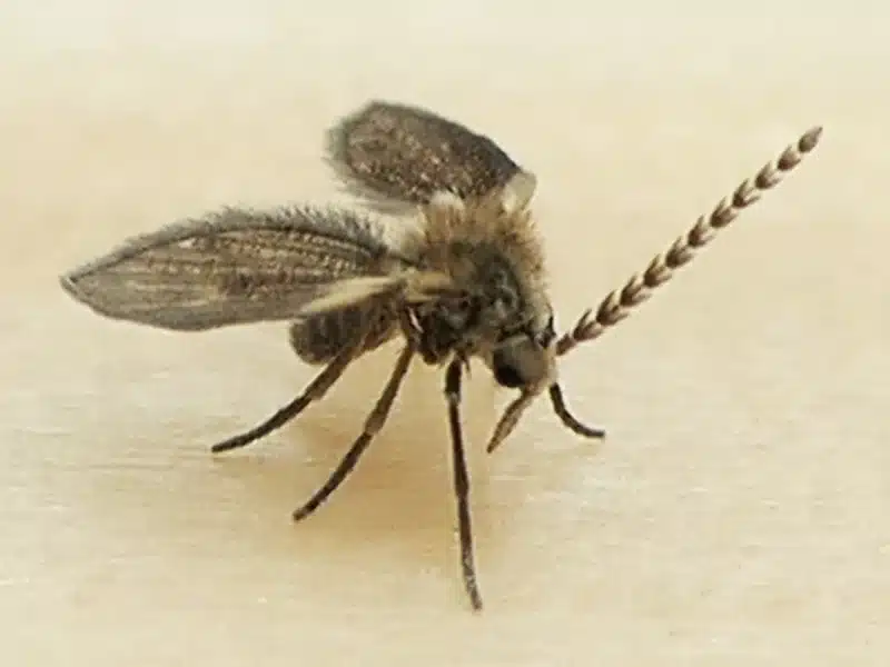 Side view of a drain fly displaying fuzzy features
