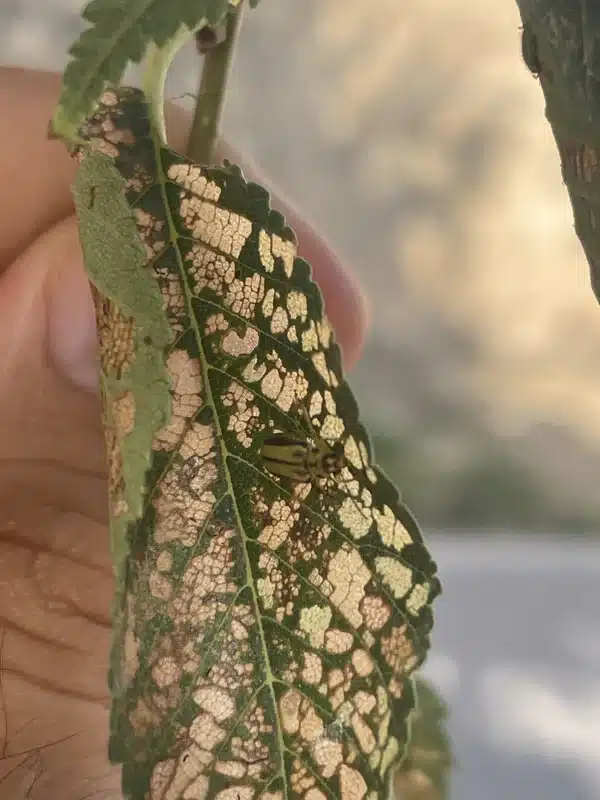 Elm leaf showing characteristic skeletonized damage from beetle feeding
