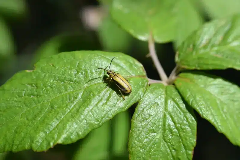 Elm leaf beetle on healthy elm leaf outdoors
