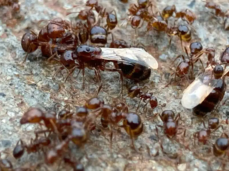 Close-up of fire ant colony with winged reproductives and worker ants. Use this if you need an image illustrating the social structure of fire ants.