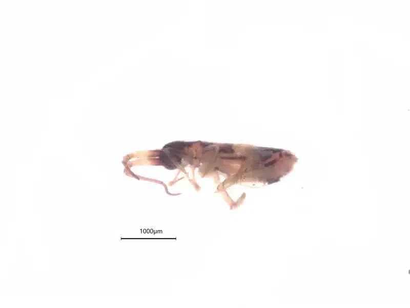 Close-up anatomical view of a flea showing detailed body structure