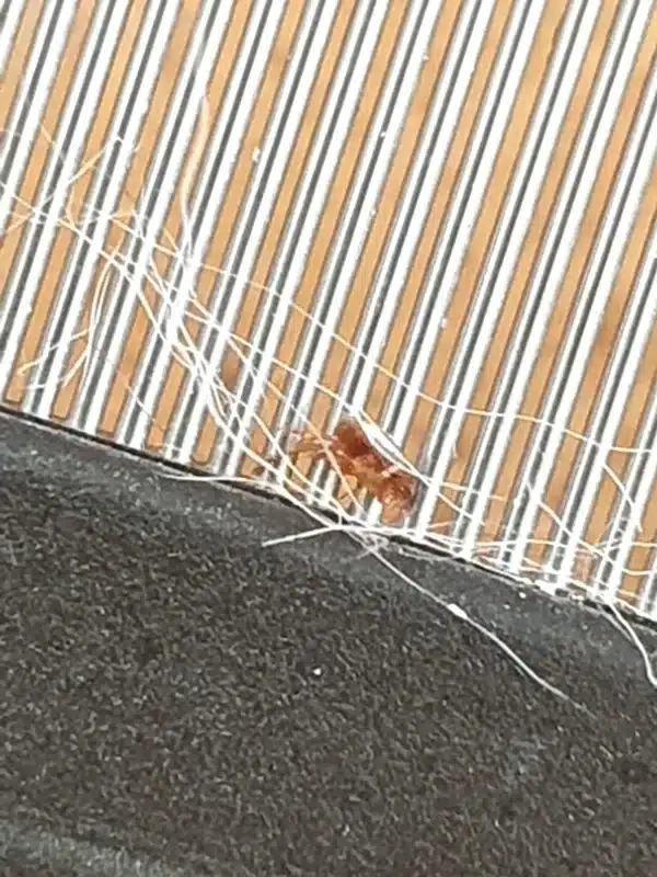 Flea found during pet grooming