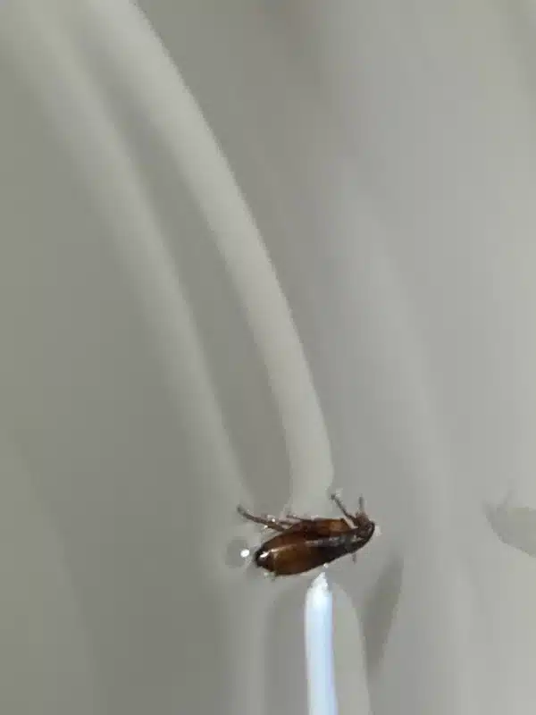 Flea in water showing detection method
