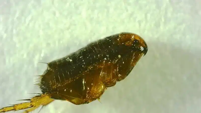 Macro view of flea head and body structure