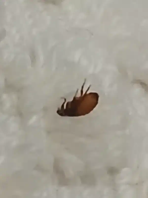 Close-up of flea on carpet fibers
