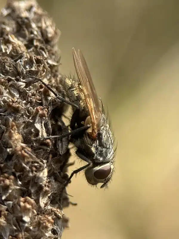 Close-up view of a flesh fly showing checkered pattern