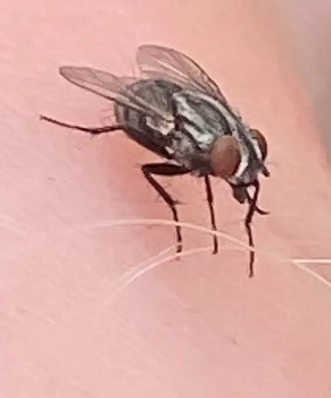 Close-up of a flesh fly on human skin, showing the classic size, red eyes, and checkered pattern—use this if you need an image comparing flesh fly features with house flies or to illustrate relative size.