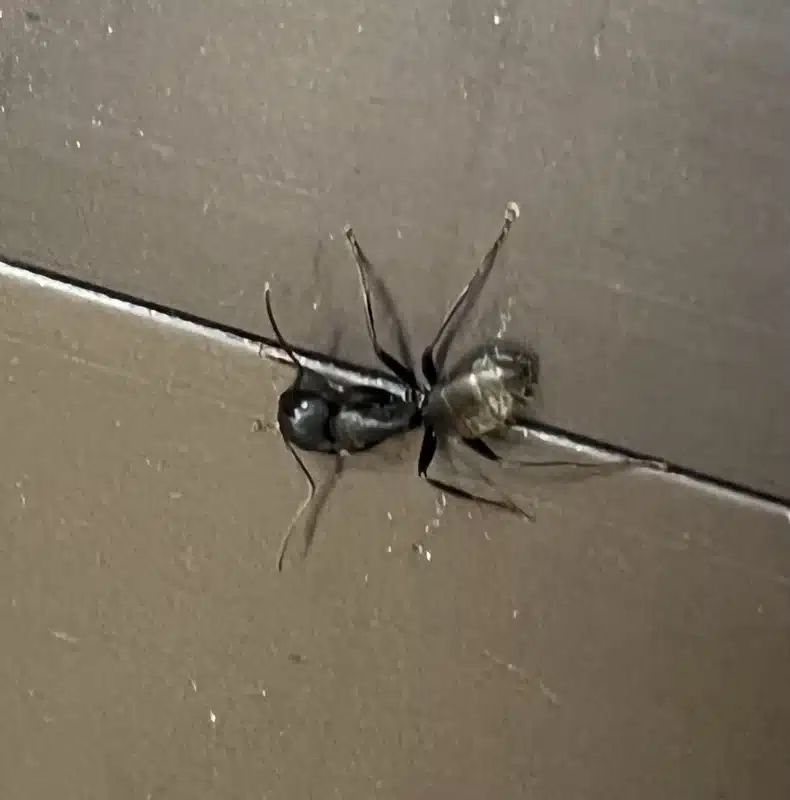 Close-up of carpenter ant swarmer indoors