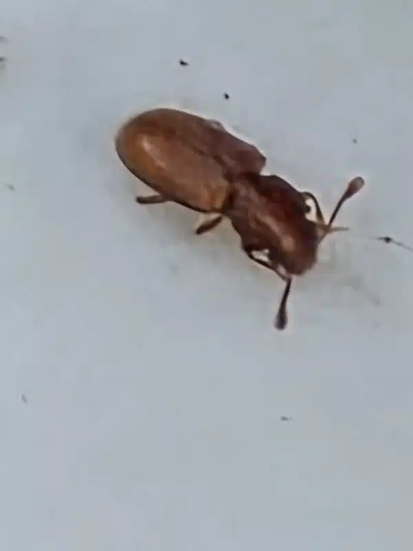Close-up view showing the distinctive club-like antennae of a foreign grain beetle