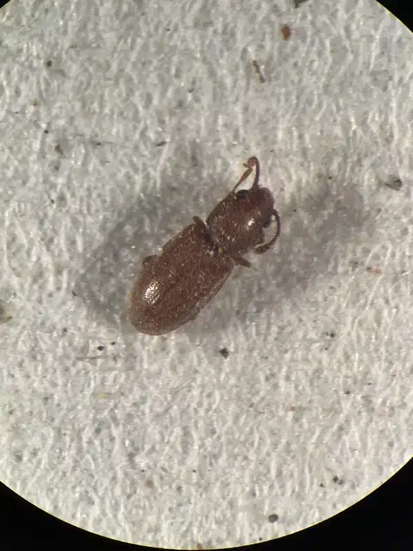 Microscopic view showing the tiny size of foreign grain beetles