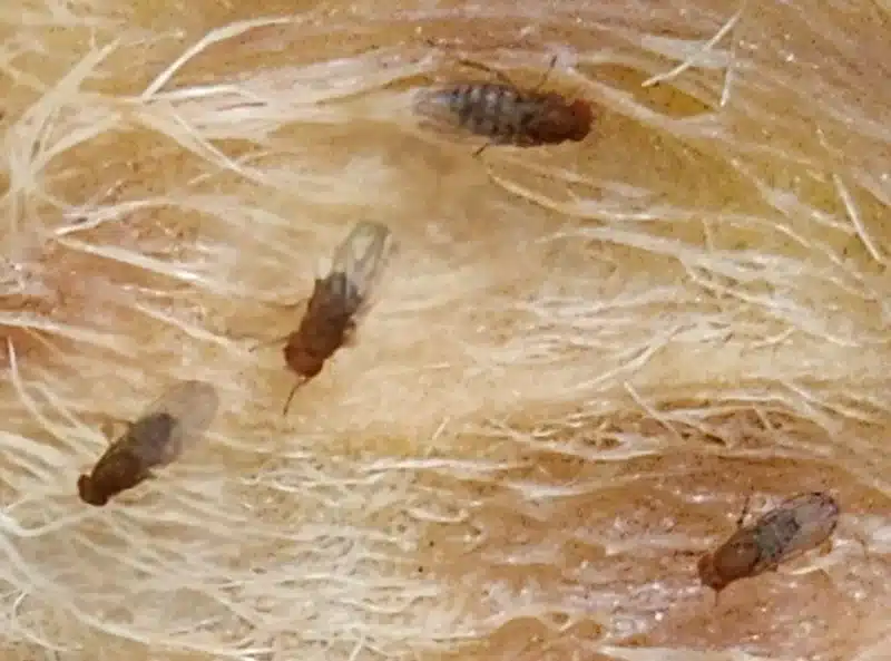Multiple fruit flies on decaying organic matter