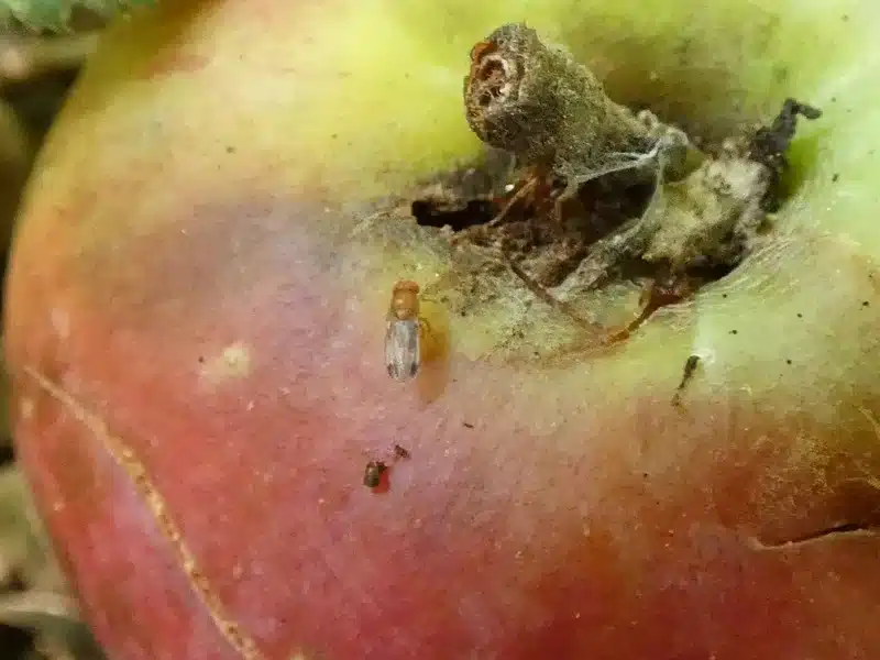 Fruit fly on decaying apple