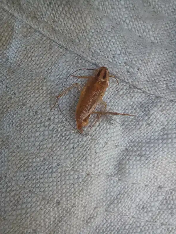 German cockroach showing small size