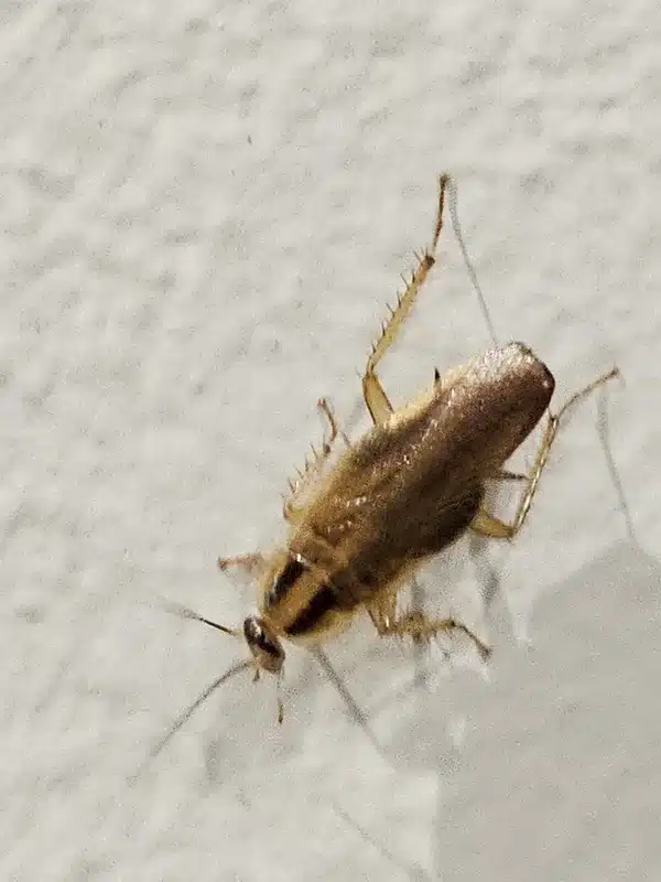 German cockroach showing distinctive markings