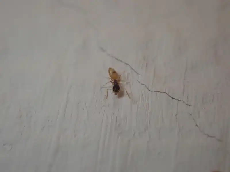 Ghost ant on indoor wall